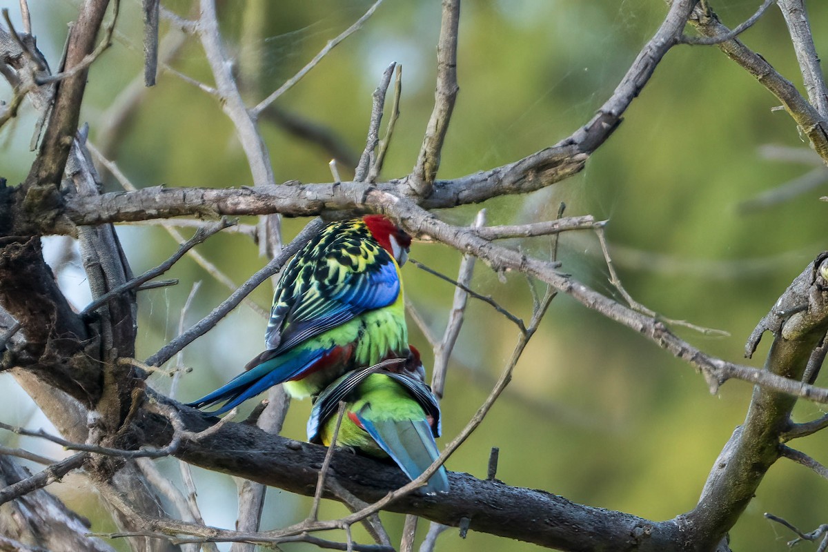 Eastern Rosella - Gustino Lanese