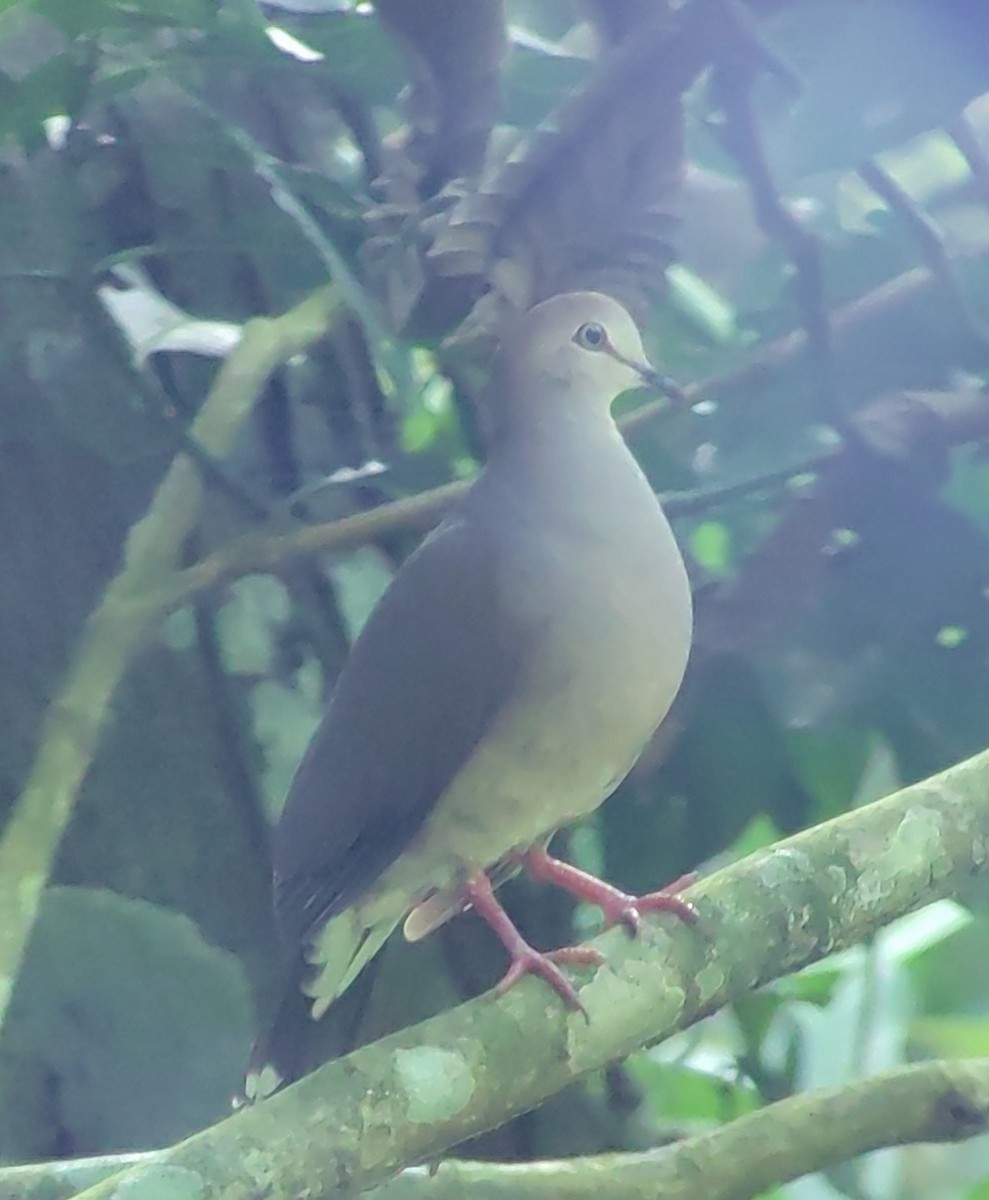Gray-chested Dove - ML613312108