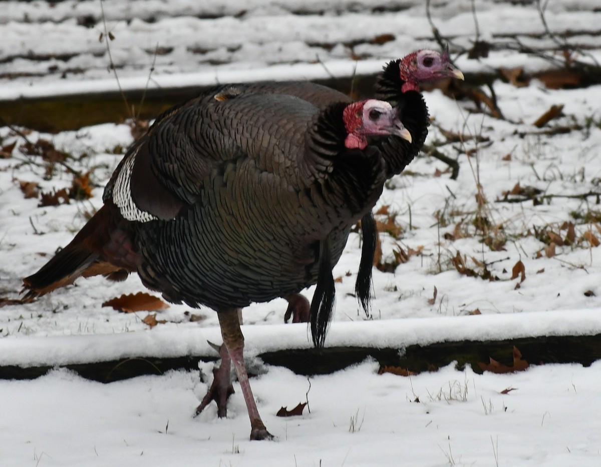 Wild Turkey - ML613312341