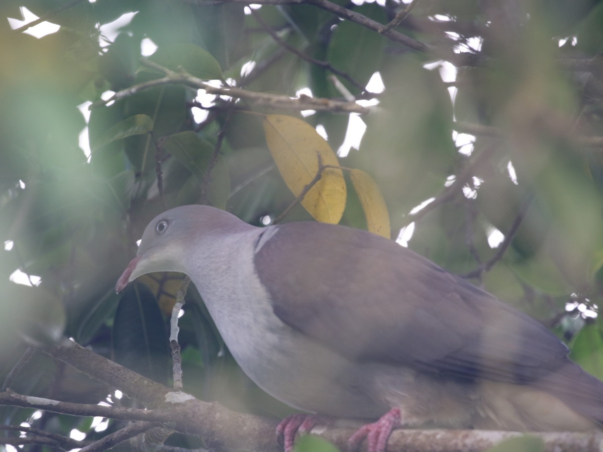 Mountain Imperial-Pigeon - ML613312373