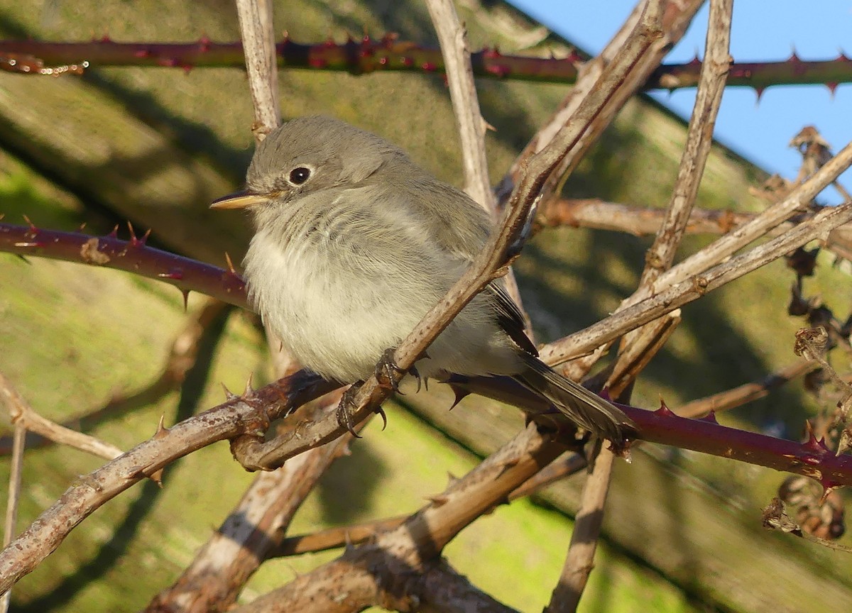 Gray Flycatcher - ML613312402