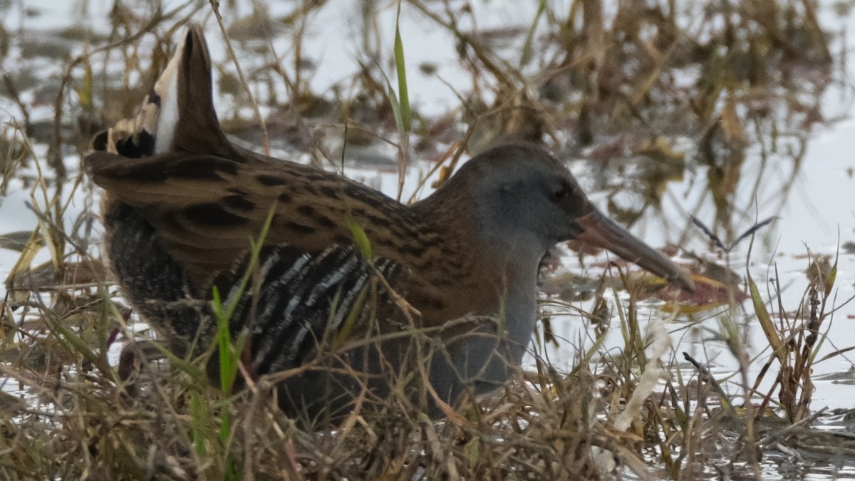 Water Rail - ML613312413