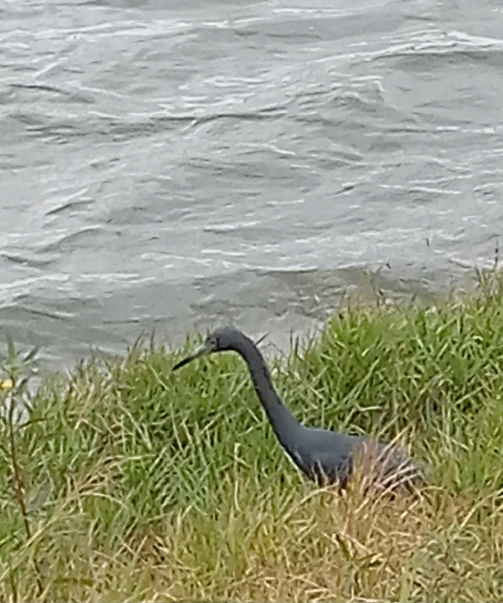 Little Blue Heron - CarolAnn MacInnes