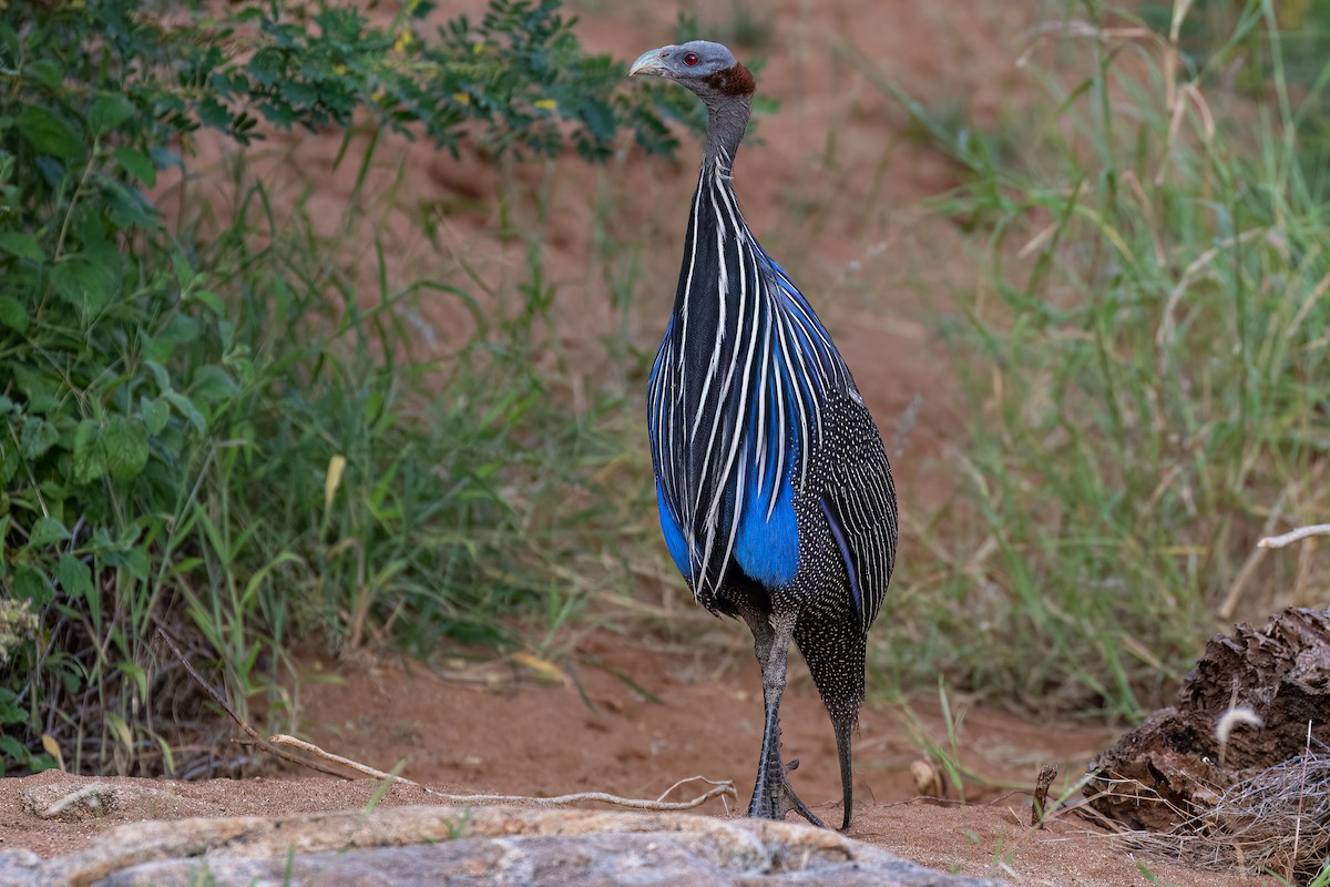 Vulturine Guineafowl - ML613312534