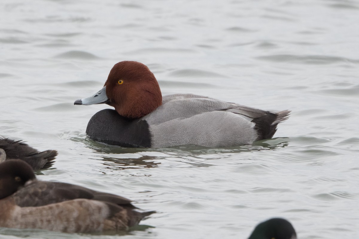 Redhead - Phil Harvey