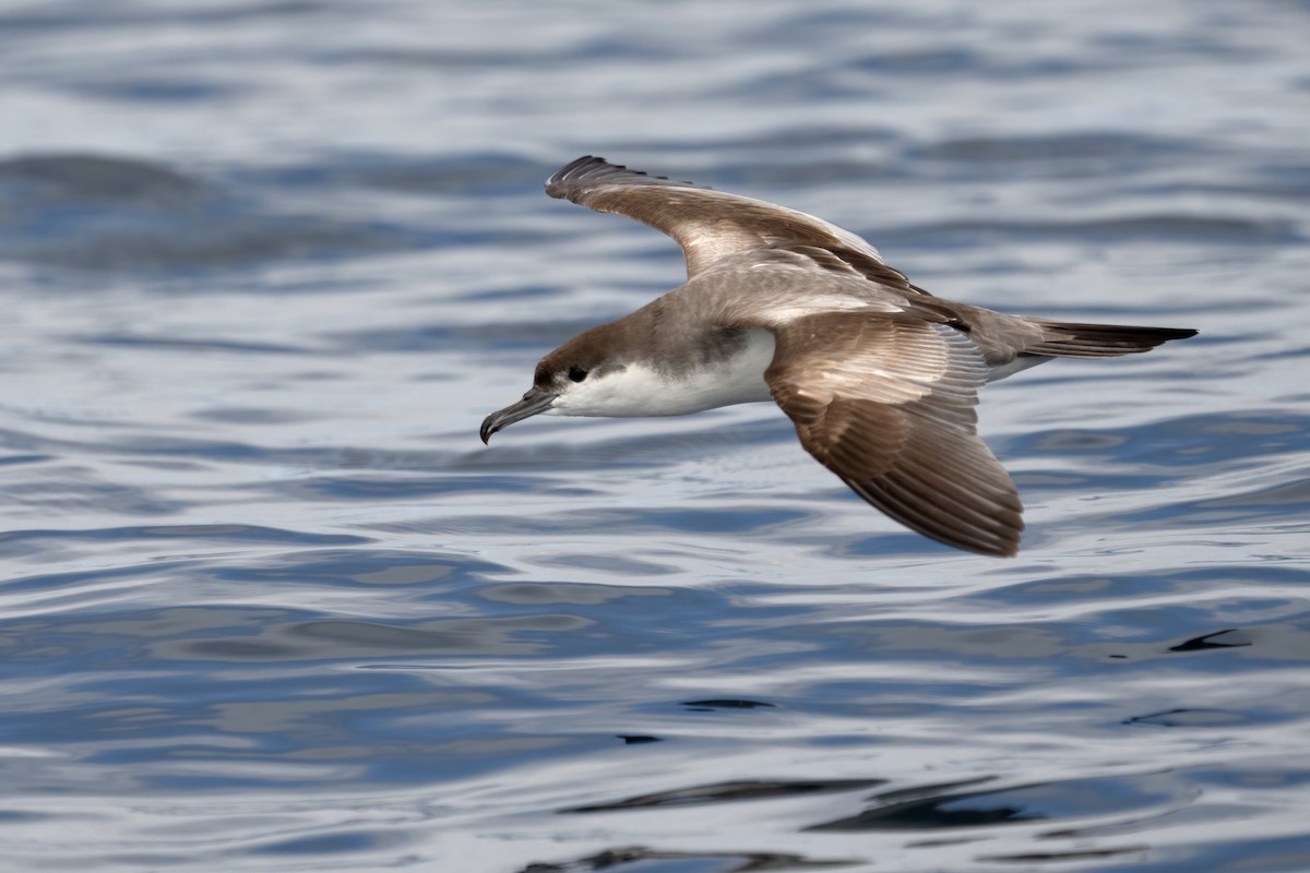 Buller's Shearwater - Sergio Bitran