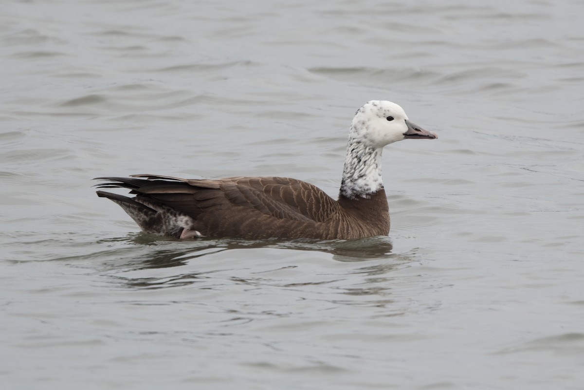 Snow x Canada Goose (hybrid) - ML613312684