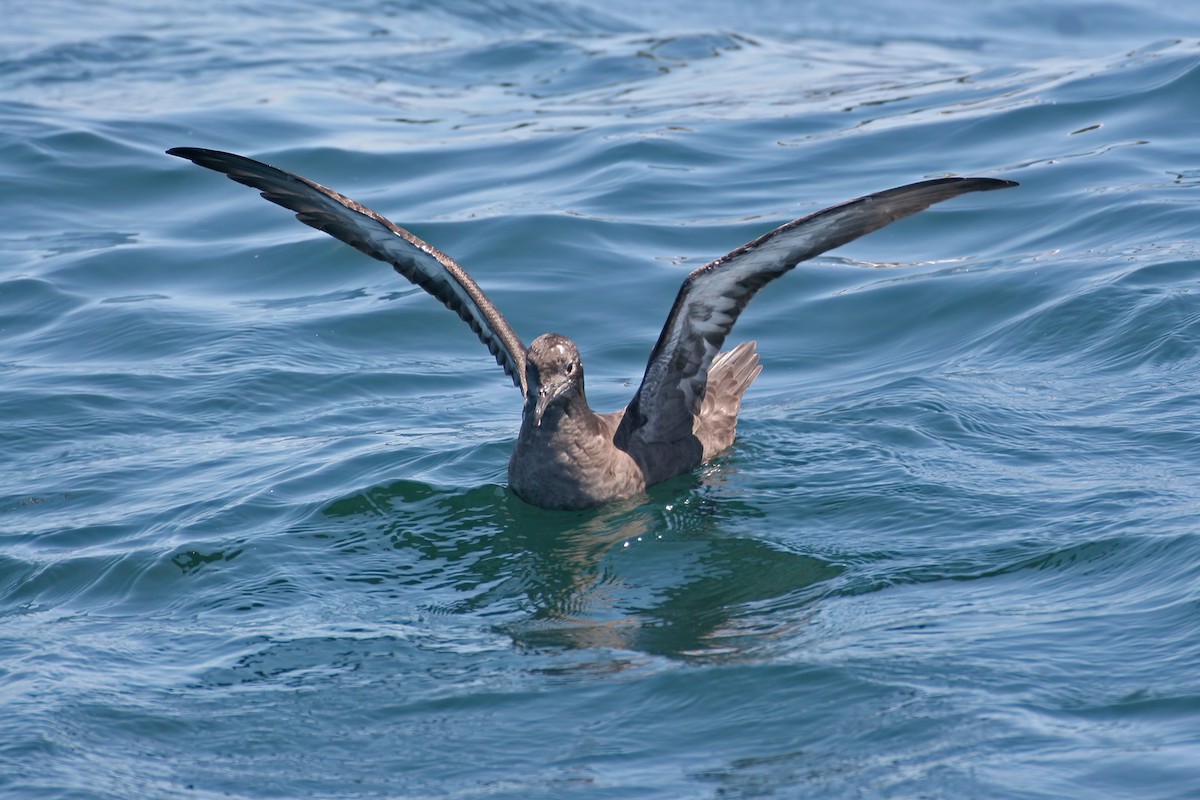 Sooty Shearwater - ML613312688