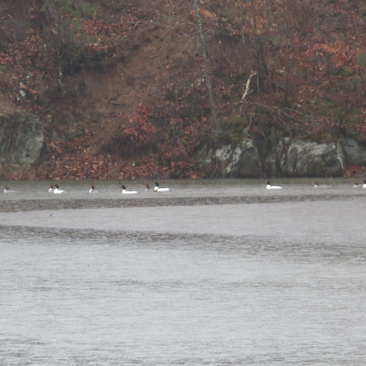 カワアイサ - ML613312711