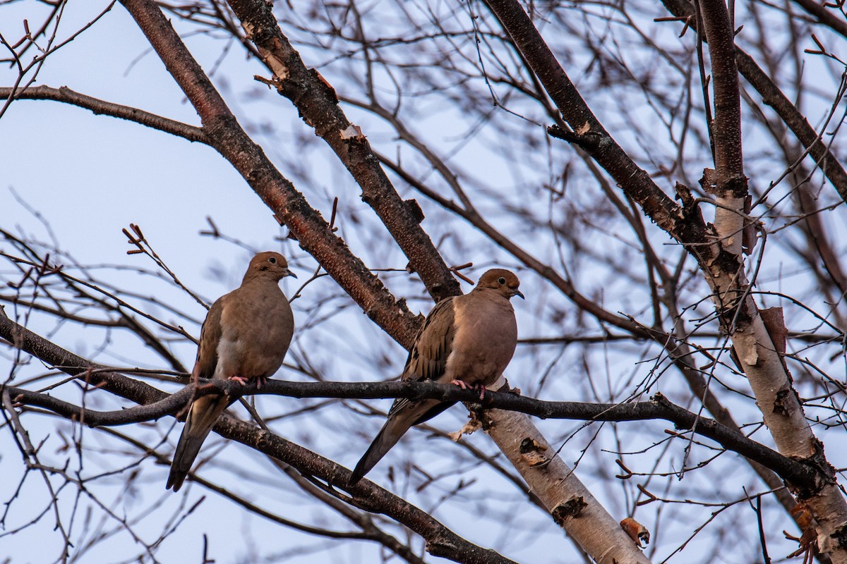 Mourning Dove - ML613312759