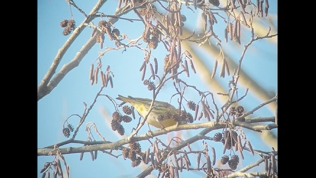 Eurasian Siskin - ML613312765