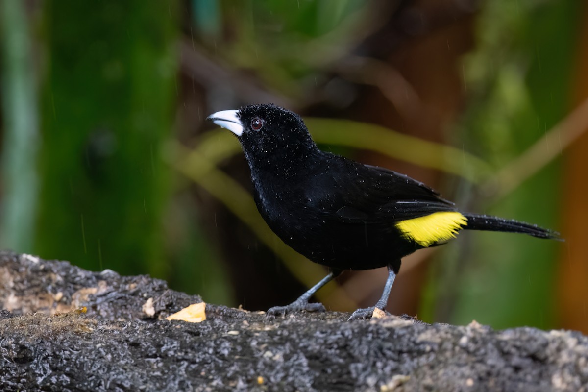 Flame-rumped Tanager - ML613312970