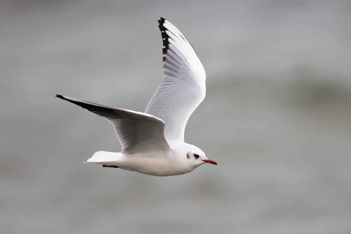 Mouette rieuse - ML613312971