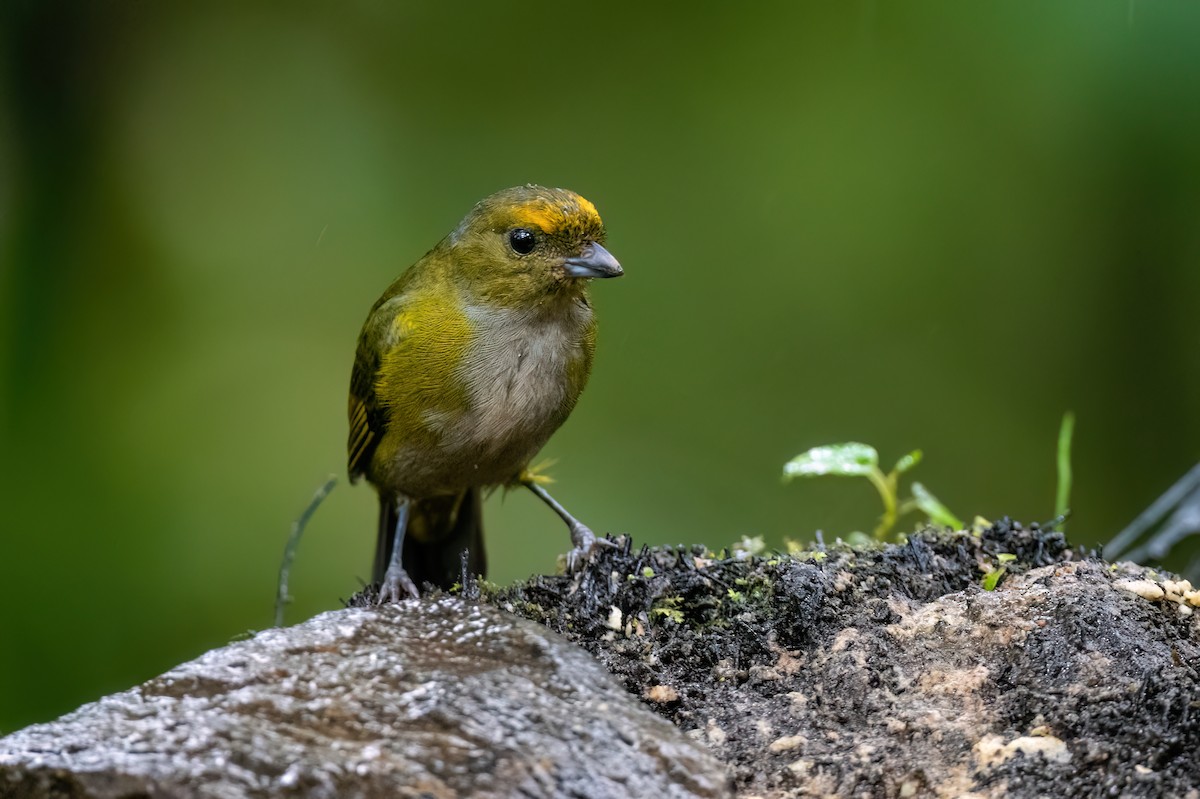 Orange-bellied Euphonia - ML613312982