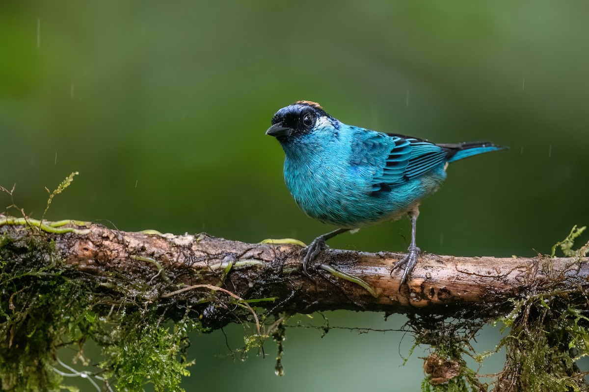 Golden-naped Tanager - ML613313032