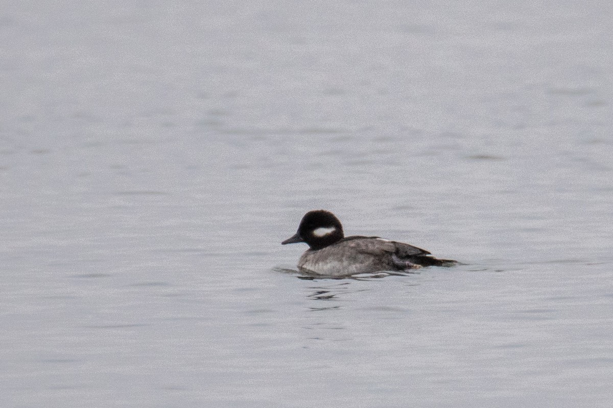 Bufflehead - ML613313049