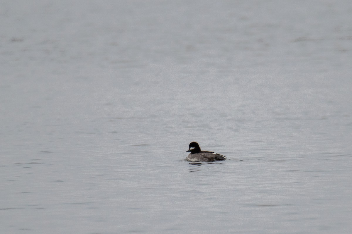 Bufflehead - ML613313051