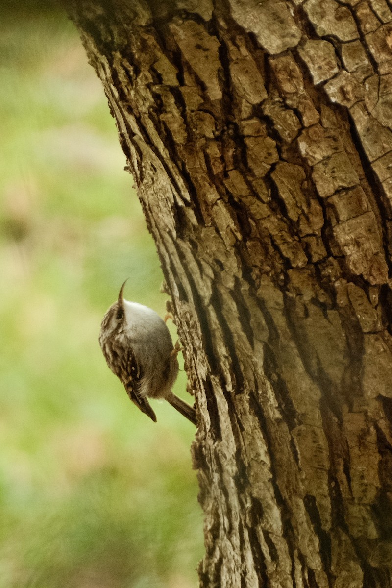 Short-toed Treecreeper - ML613313260