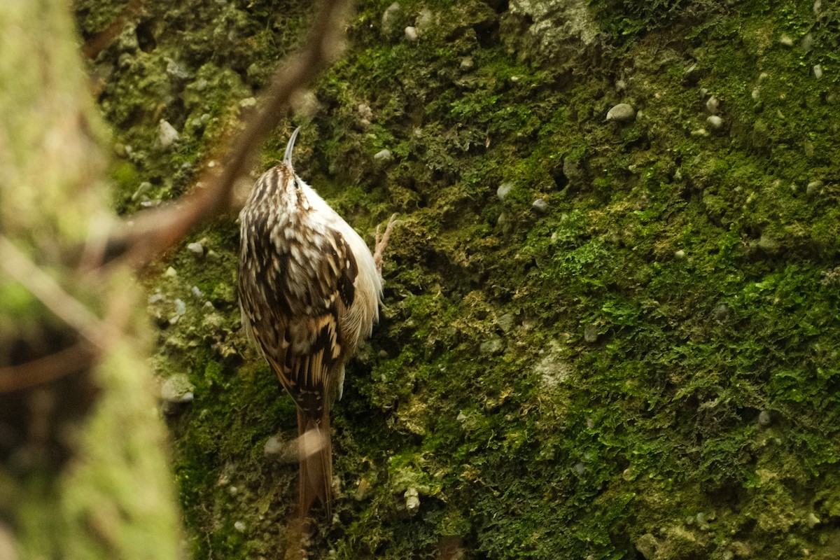 Short-toed Treecreeper - Devin Marshall