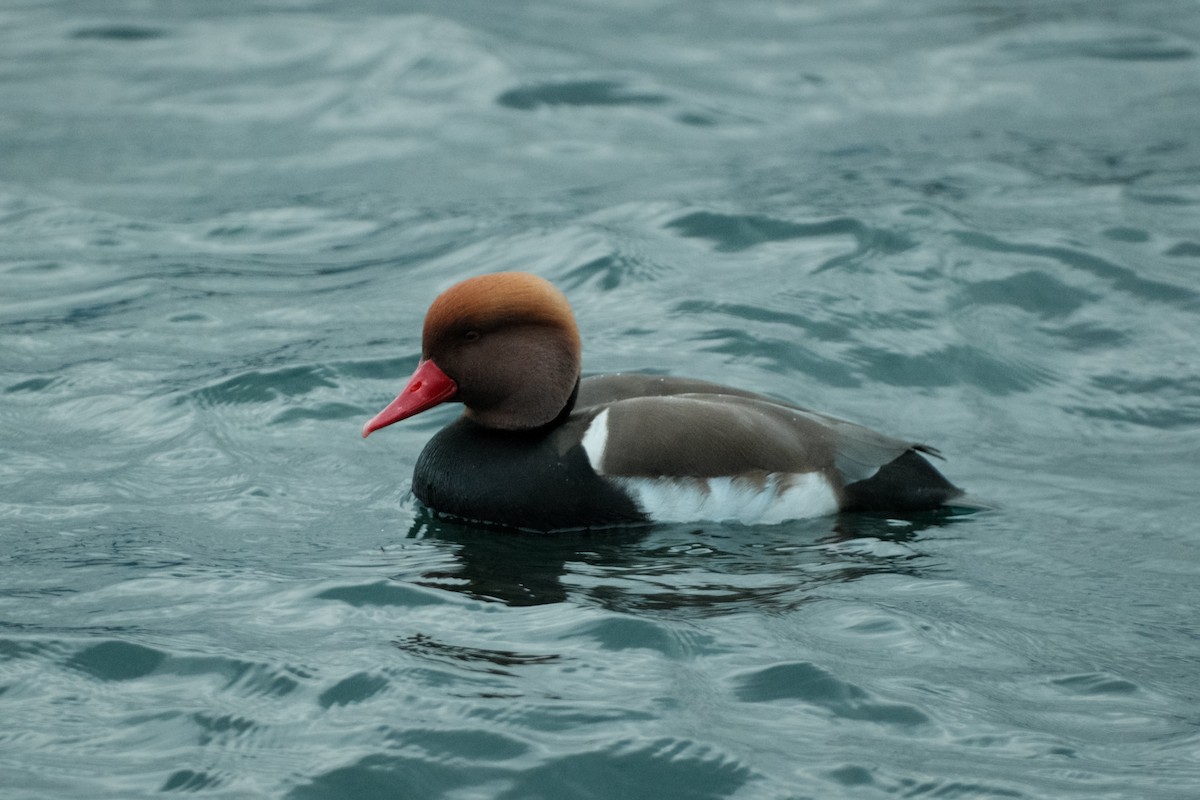 Red-crested Pochard - Devin Marshall