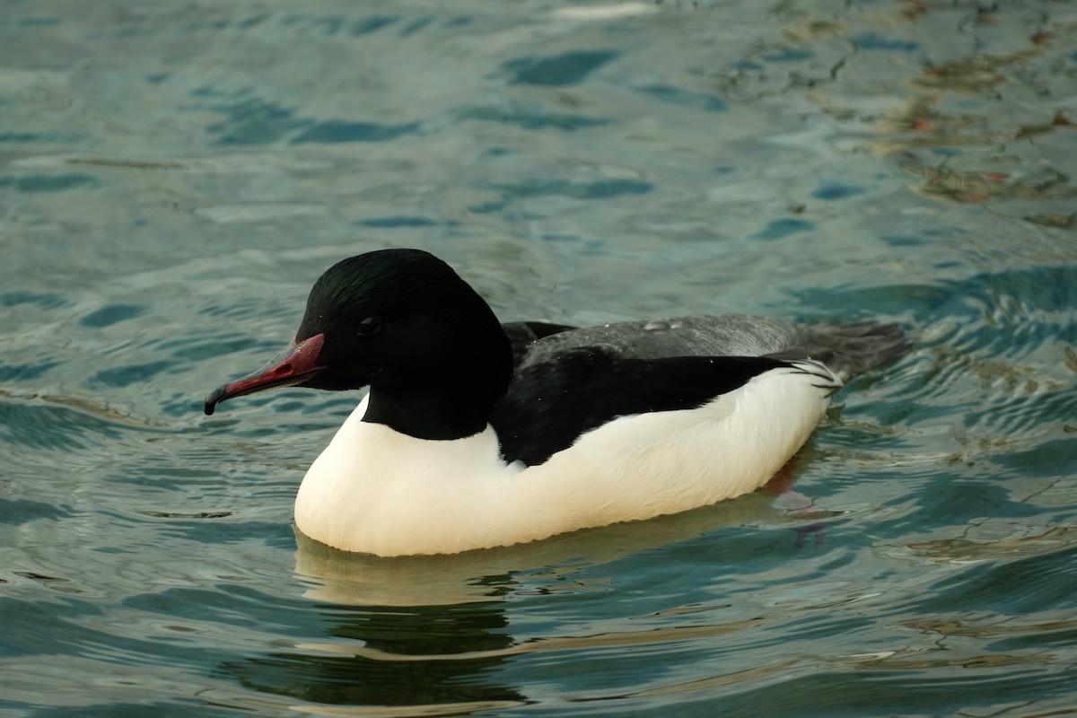 Common Merganser - Devin Marshall