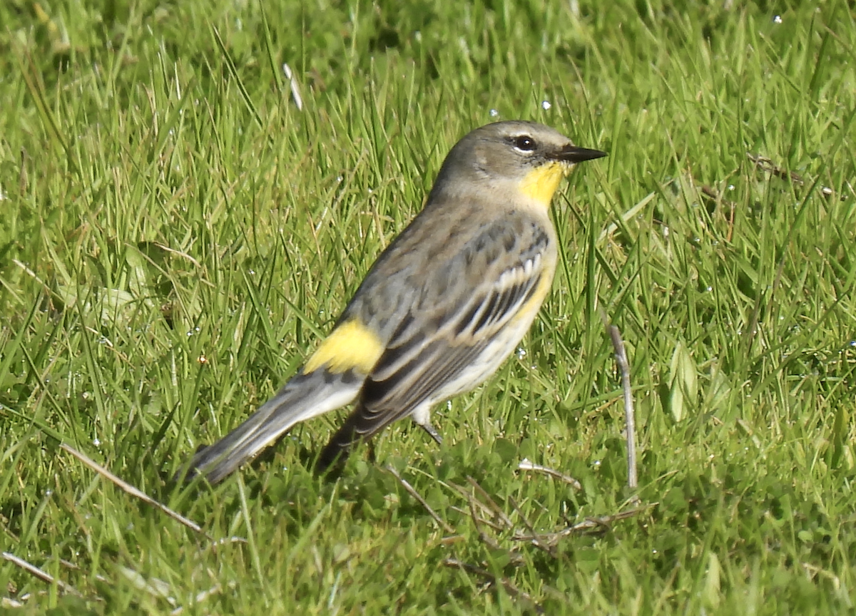 Yellow-rumped Warbler - ML613313300