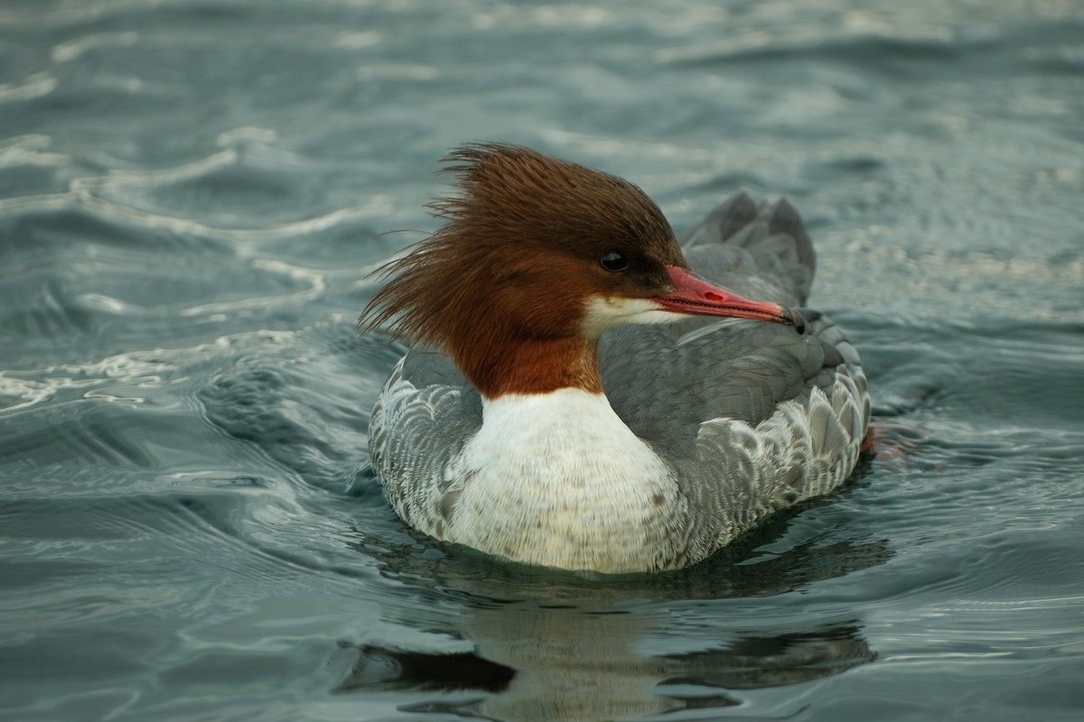 Common Merganser - Devin Marshall