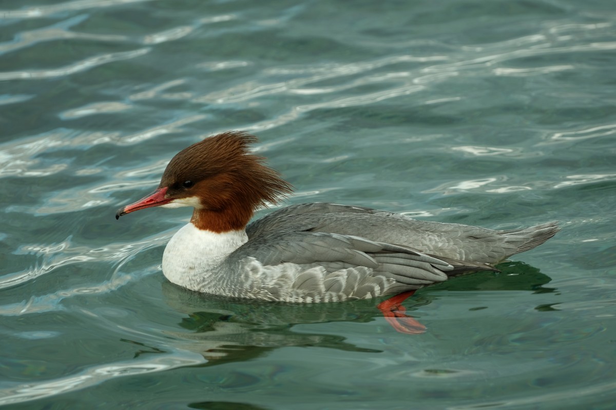 Common Merganser - Devin Marshall