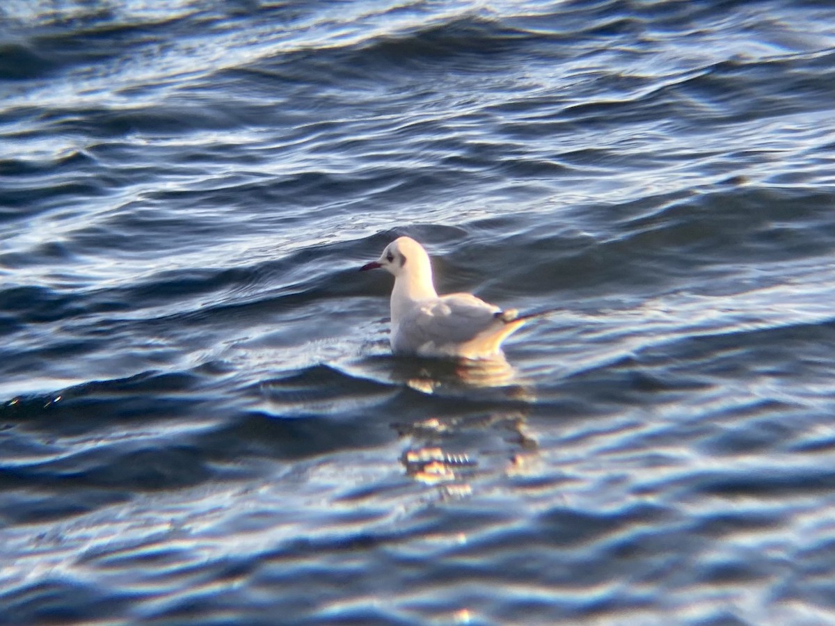 Mouette rieuse - ML613313478