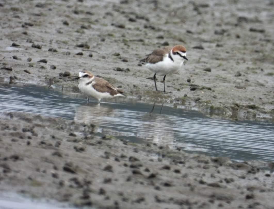 Kentish Plover (Hanuman) - ML613313480