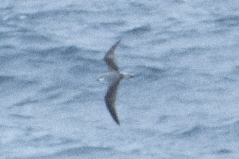 Black-winged Petrel - ML613313529