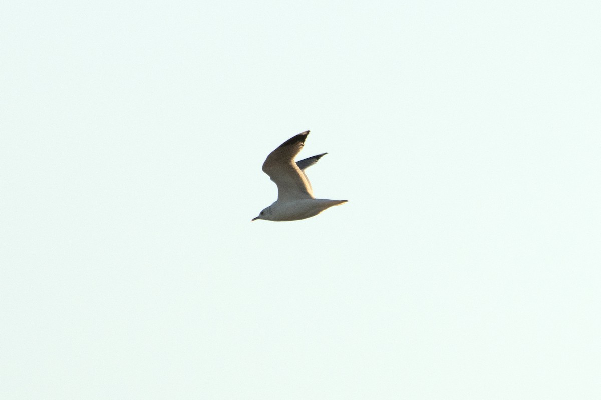 Common Gull - ML613313534