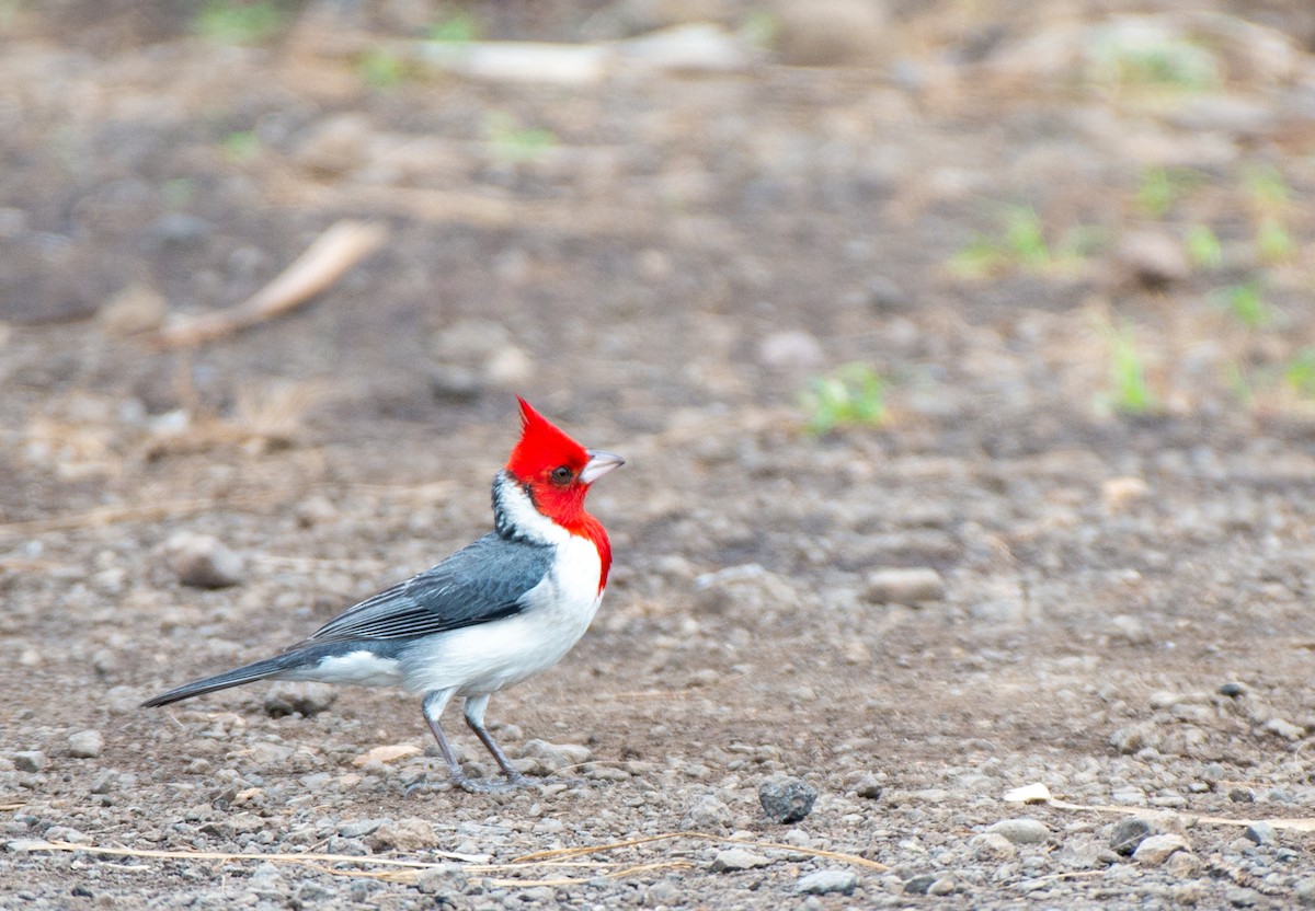 Red-crested Cardinal - ML613313588