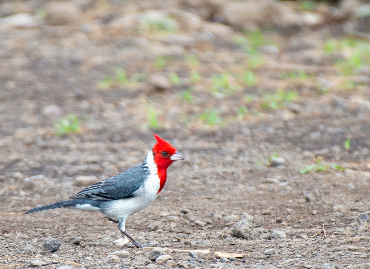 Red-crested Cardinal - ML613313589