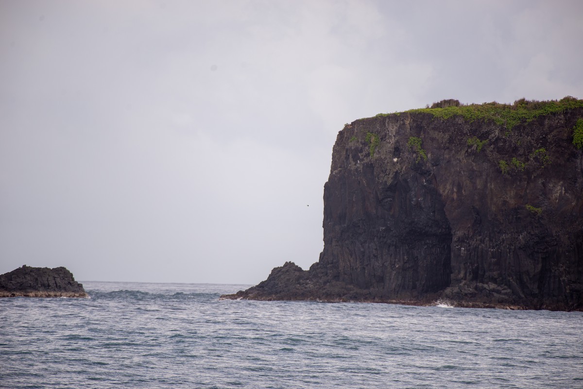 Black Noddy (melanogenys) - ML613313602