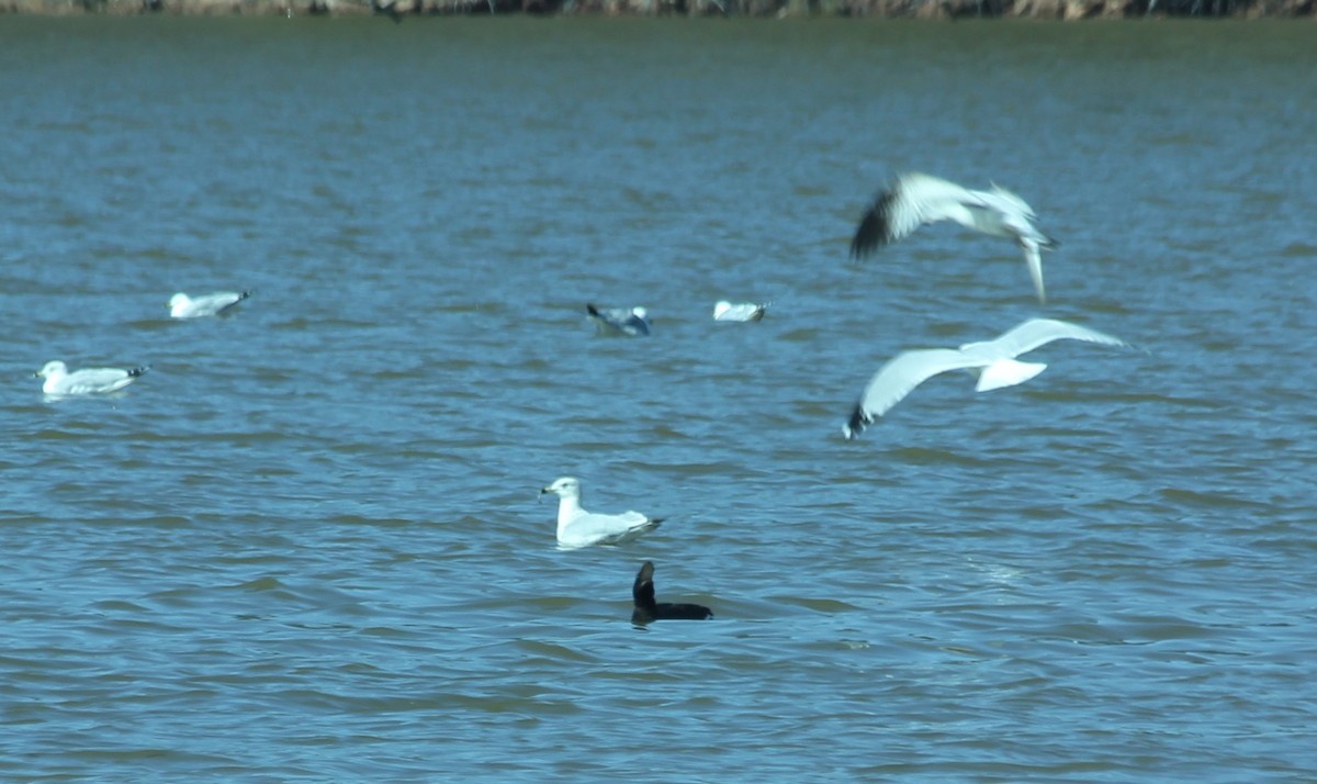 White-winged Scoter - ML613313607