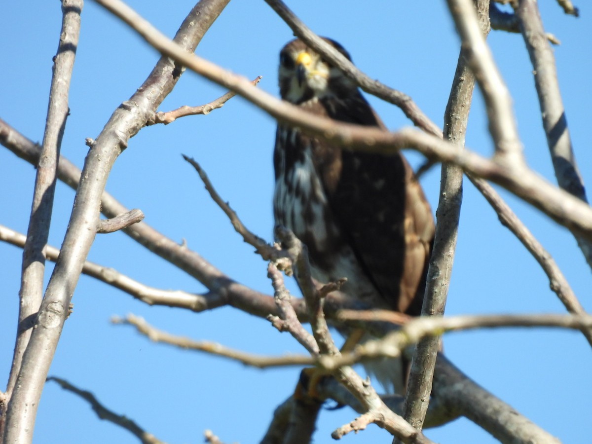 Gray Hawk - ML613313628