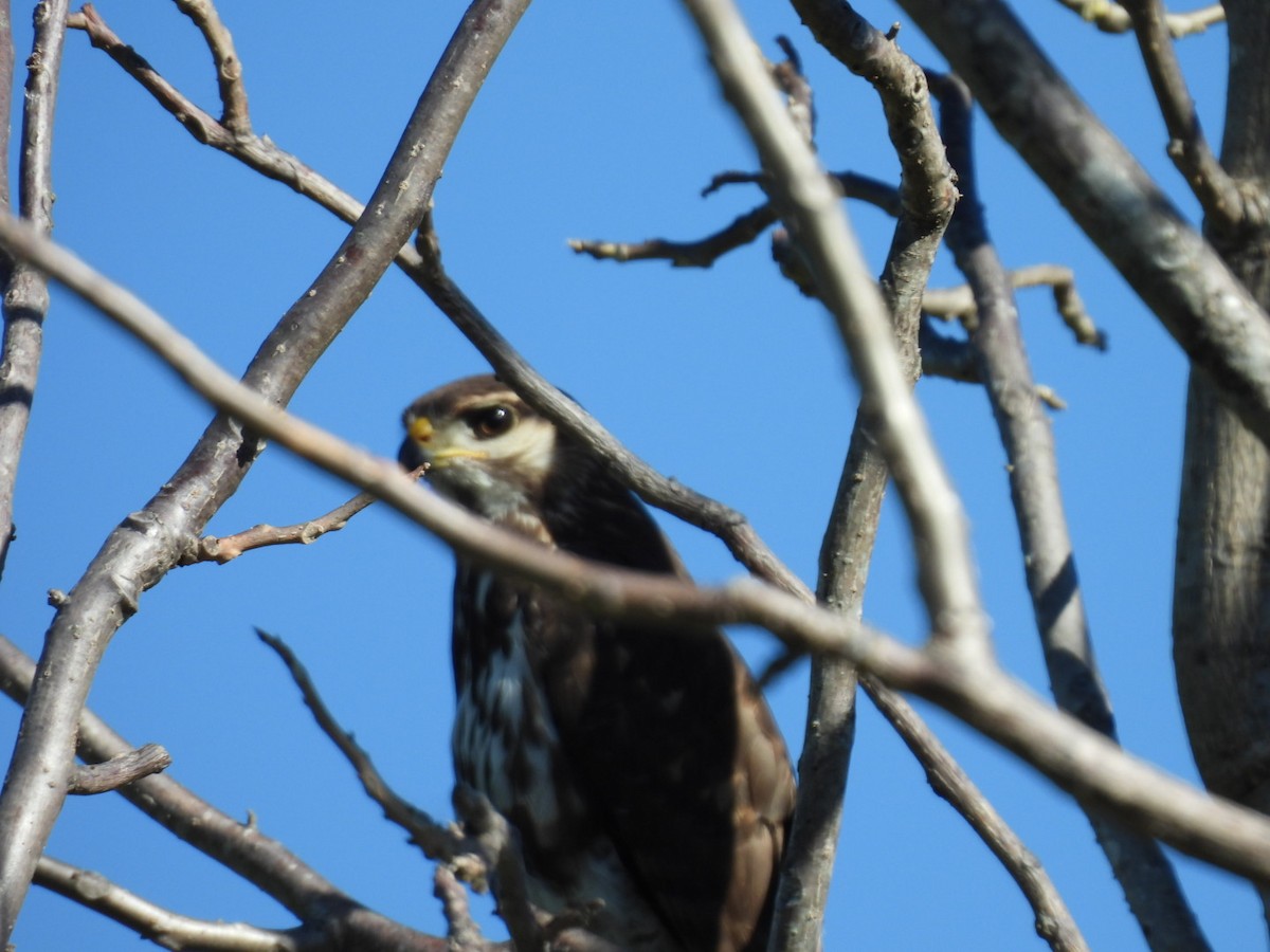 Gray Hawk - ML613313629