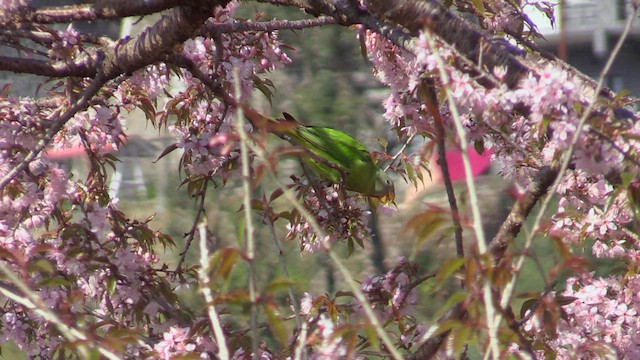 Slaty-headed Parakeet - ML613313632