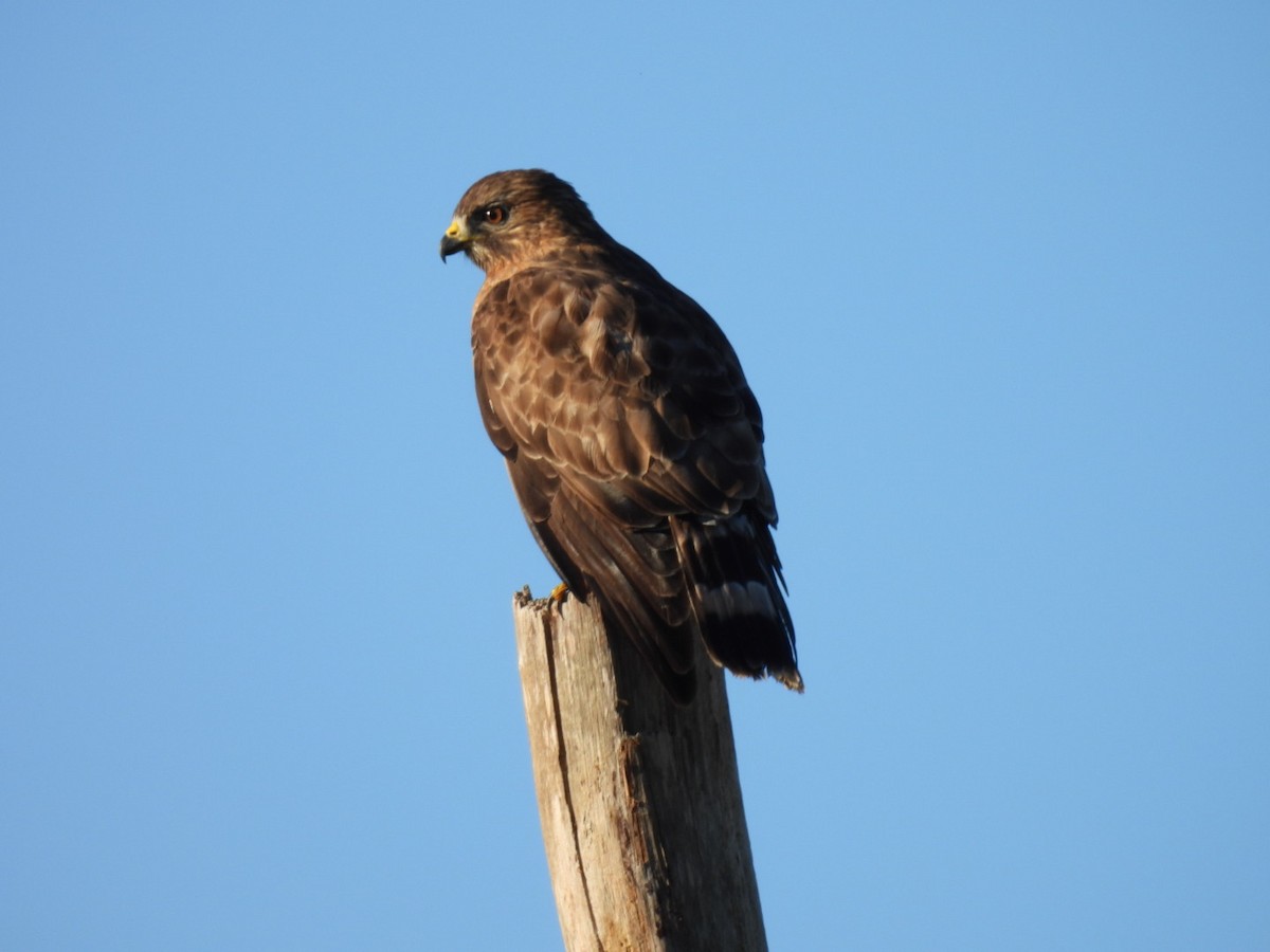 Broad-winged Hawk - ML613313641