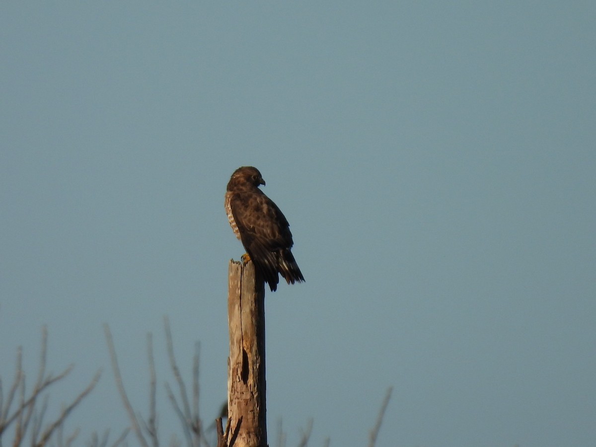 Broad-winged Hawk - ML613313642