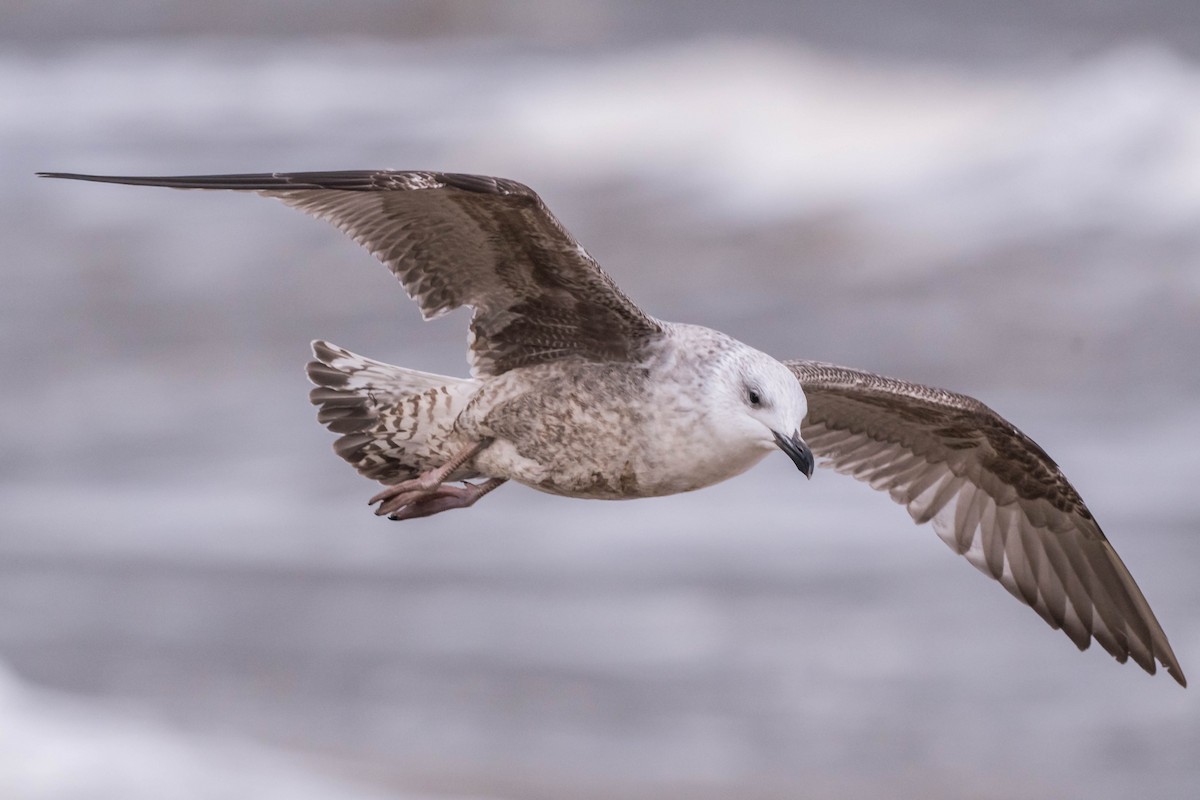 Caspian Gull - ML613313650