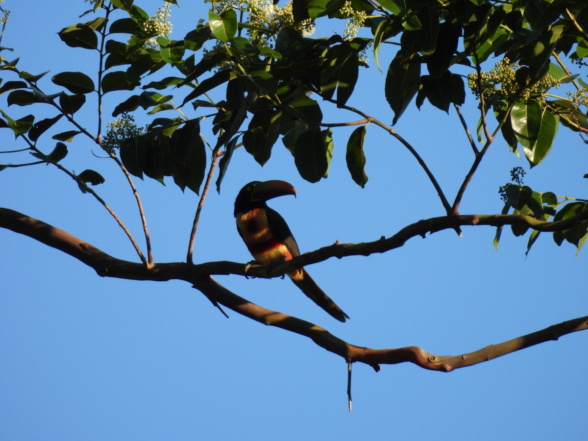 Fiery-billed Aracari - ML613313673