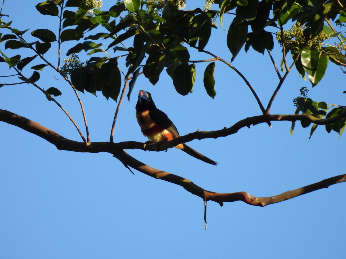 Fiery-billed Aracari - ML613313674