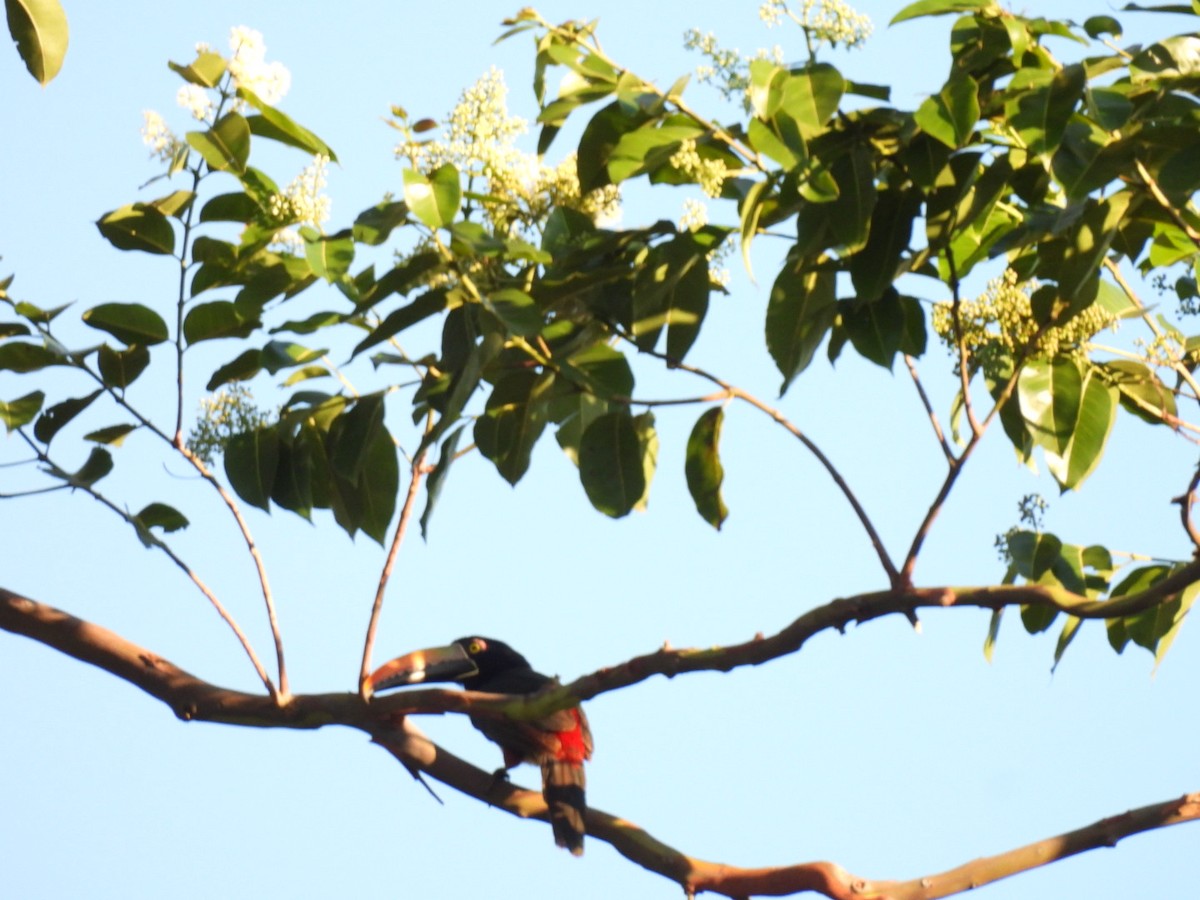 Fiery-billed Aracari - ML613313675