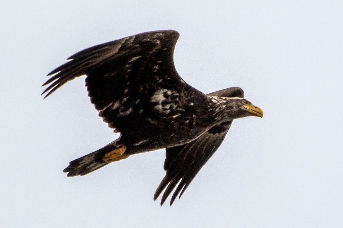 Bald Eagle - ML613313677