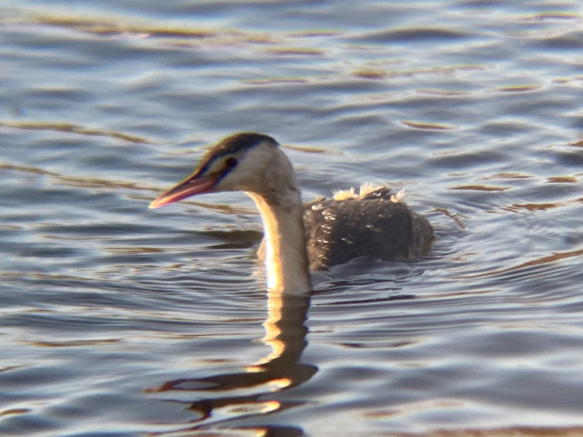 Great Crested Grebe - ML613313684