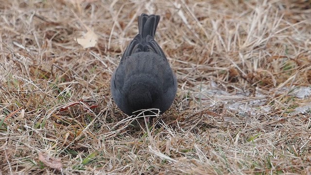 Junco ardoisé - ML613313686