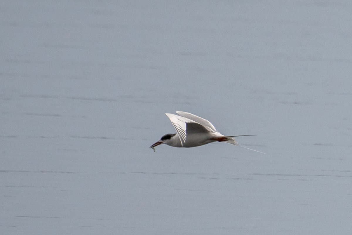 Forster's Tern - ML613313695