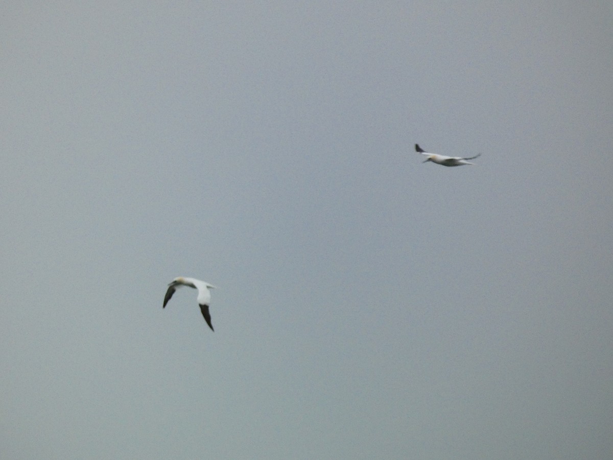 Northern Gannet - ML613313741